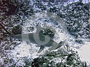 A Scalloped Hammerhead Shark Swims the Reef photo