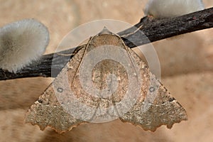 Scalloped hazel moth (Odontopera bidentata) at rest
