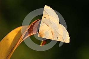 A Scalloped Oak Moth Crocallis elinguaria perched on a leaf. photo