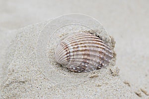 A scalloped shell on Bournemouth Beach