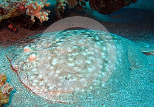 Scalloped Torpedo Ray