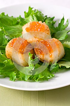 Scallops