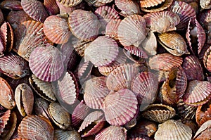 Scallops