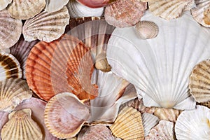 Scallops -  Beachcombing - Seashell Collection