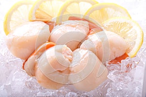 Scallops on ice with lemon