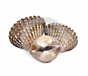 Scallops shell  on a white background