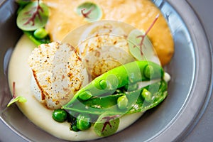 Scallops with shrimp foam, cauliflower cream and green peas on a plate. Delicious healthy seafood closeup served for