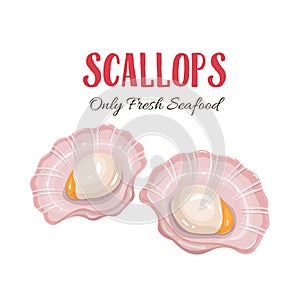 Scallops vector illustration in cartoon style.