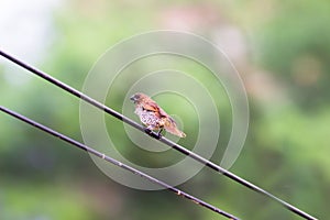 Scally Breasted Munia sitting on the cable wire