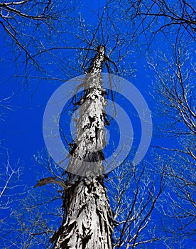 Scaly bark of a shagbark hickory silhouetted against a blue sky.