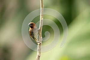 Scaly beasted Munia