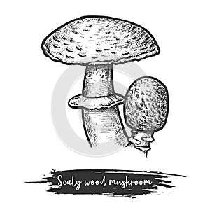 Scaly or blushing wood mushroom sketching vector