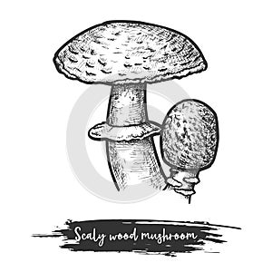 Scaly or blushing wood mushroom sketching vector photo