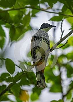 Scaly breasted bulbul, Pycnonotus squamatus