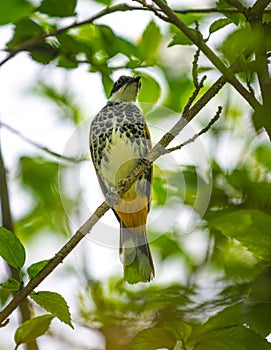 Scaly breasted bulbul, Pycnonotus squamatus