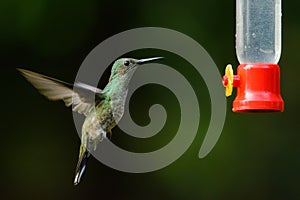 Scaly-breasted Hummingbird by a feeder