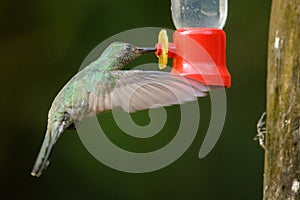 Scaly-breasted Hummingbird feeding photo