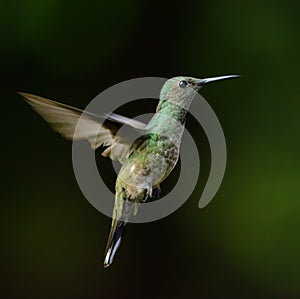 Scaly-breasted Hummingbird in flight