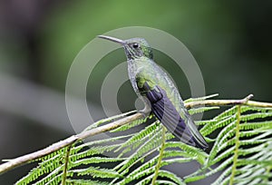 Scaly-breasted Hummingbird (Phaeochroa cuvierii)