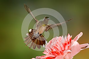 Scaly-breasted hummingbird, Phaeochroa cuvierii, with orange crest and collar in the green and violet flower habitat. Bird flying