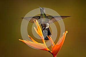 Scaly-breasted hummingbird, Phaeochroa cuvierii, with orange crest and collar in the green and violet flower habitat. Bird flying