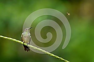 Scaly-breasted hummingbird - Phaeochroa cuvierii species of hummingbird in the family Trochilidae