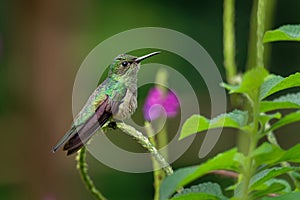 Scaly-breasted hummingbird - Phaeochroa cuvierii species of hummingbird in the family Trochilidae