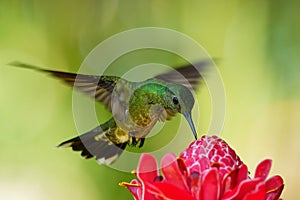 Scaly-breasted hummingbird - Phaeochroa cuvierii  species of hummingbird in the family Trochilidae,  green bird flying and feeding