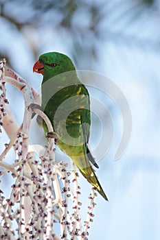 Scaly-breasted Lorikeet