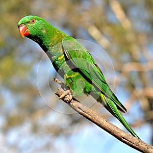 Scaly-breasted lorikeet