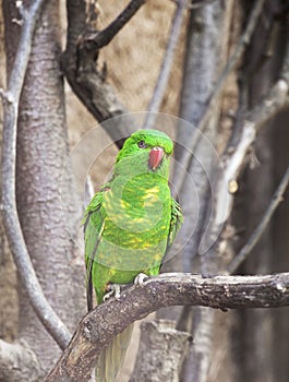 Scaly-breasted lorikeet