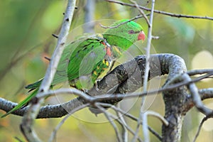 Scaly-breasted lorikeet