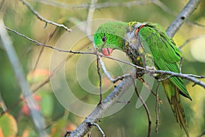 Scaly-breasted lorikeet