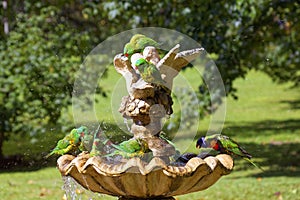 Scaly-breasted Lorikeet birds splash fun in fountain in park