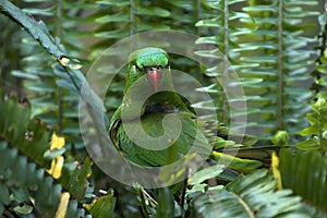 Scaly-breasted lorikeet in fern, is also known as  gold and green lorikeet,  green lorikeet, or green parrot