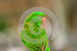 Scaly-breasted Lorikeet Trichoglossus chlorolepidotus