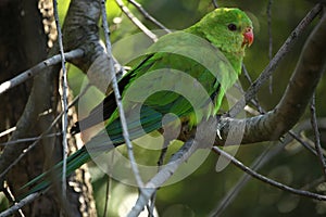 Scaly-breasted lorikeet (Trichoglossus chlorolepidotus)