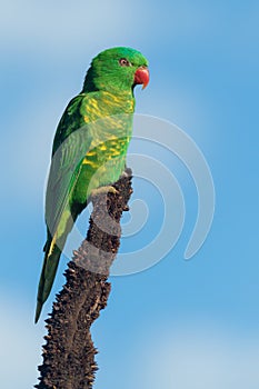 Scaly-breasted lorikeet (Trichoglossus chlorolepidotus)