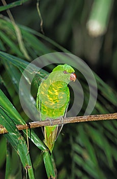 Scaly Breasted Lorikeet, trichoglossus chlorolepidotus, Adult standing on Branch, Australia