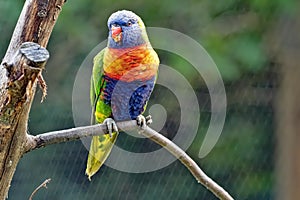 scaly-breasted Lorikeet, Trichoglossus chlorolepidotus, excels in bright colors and has a red-blue bib