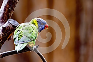 scaly-breasted Lorikeet, Trichoglossus chlorolepidotus, excels in bright colors and has a red-blue bib