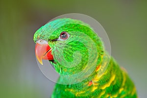 Scaly-breasted Lorikeet, Trichoglossus chlorolepidotus, green parrot, sitting on the branch, courtship love ceremony, Eastern Aust