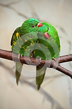 Scaly-breasted Lorikeet, Trichoglossus chlorolepidotus, pair of green parrot, sitting on the branch, courtship love ceremony, East