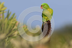 Scaly-breasted lorikeet (Trichoglossus chlorolepidotus)