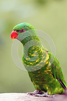 The scaly-breasted lorikeet Trichoglossus chlorolepidotus, portrait.