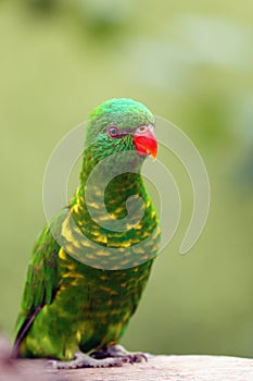 The scaly-breasted lorikeet Trichoglossus chlorolepidotus, portrait. Portrait of a green parrot