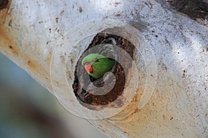 Scaly-breasted Lorikeet & x28;Trichoglossus chlorolepidotus& x29;, queensland, australia