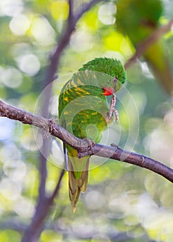 Scaly-breasted Lorikeet (Trichoglossus chlorolepidotus) in Radiant Plumage