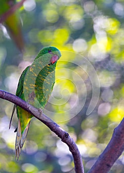 Scaly-breasted Lorikeet (Trichoglossus chlorolepidotus) in Radiant Plumage