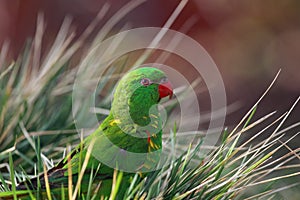 Scaly-breasted lorikeet Trichoglossus chlorolepidotus sitting on the ground in the grass. Green parrot on the ground in a